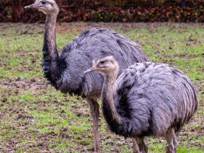 Nandoe - De Zonnegloed - Dierenpark - Dieren opvangcentrum - Sanctuary